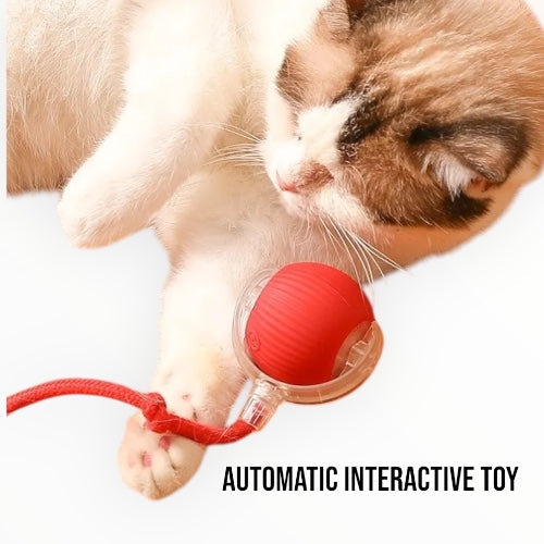 Rollie: Motion Ball for Cats & Dogs, Self-Rotating Rechargeable Pet Toy with Auto Rolling Action & Light-Up Surface for Indoor Play & Chase
